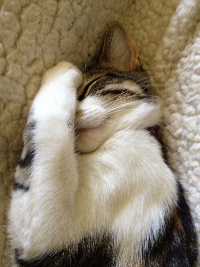 Sammy Has Had Enough