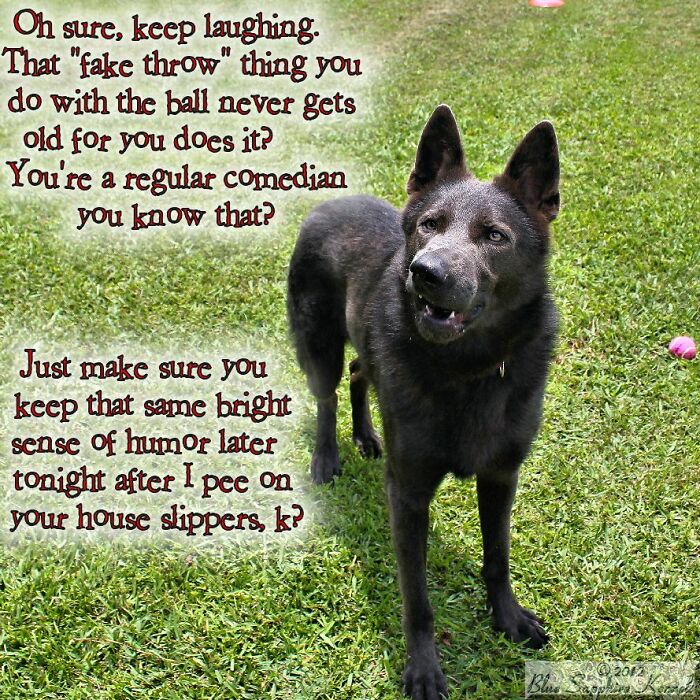 Another Photo I Captioned Years Ago. This Was My Main Stud Dog When He Was Just An Adolescent