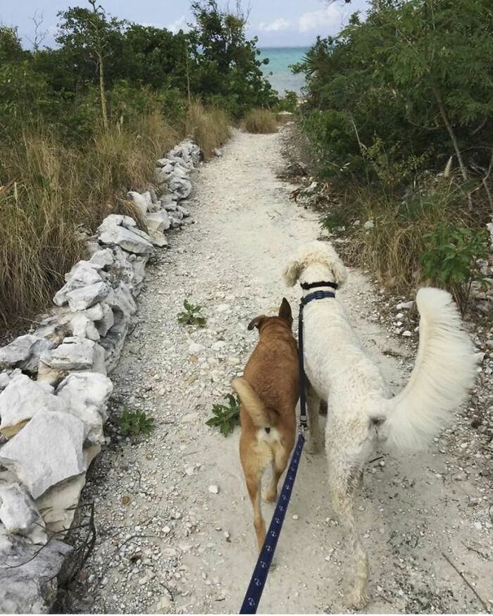TikToker Gets Airbnb With Adorable Deaf and Blind Dog Who Guides Guests To The Beach