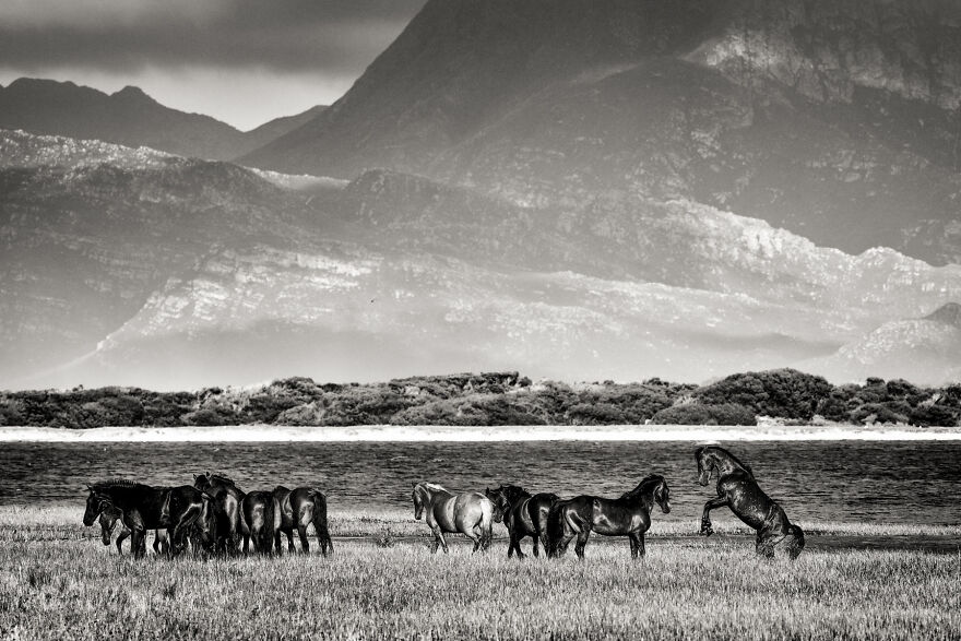 Stallion Keeping Order In The Herd