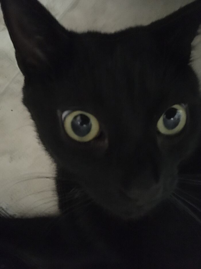 My Little Derpy Black Cat
