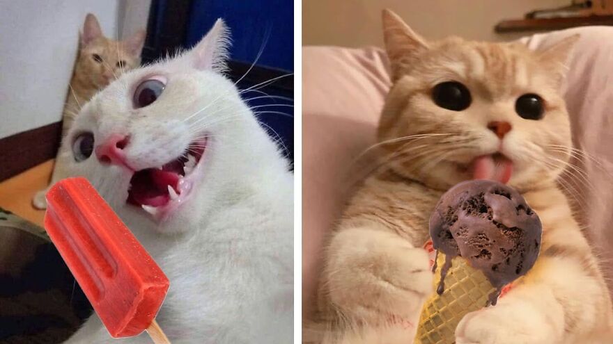 I Collected 8 Funny Photos Of Cats Chilling In The Summer