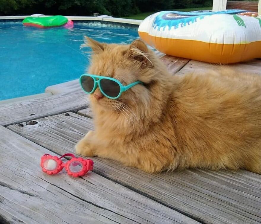 I Collected 8 Funny Photos Of Cats Chilling In The Summer