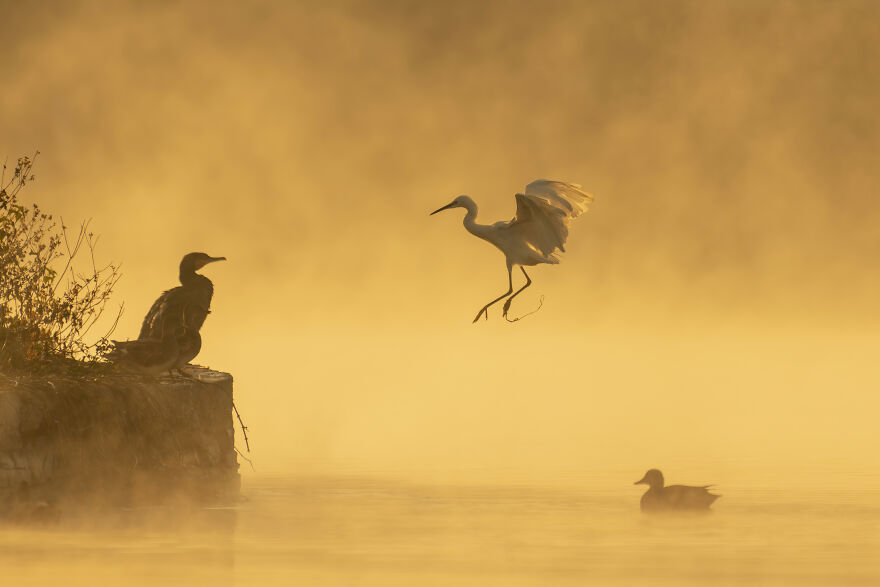 Fire In The Mist: Great Cormorant, Little Egret And Gadwell Duck In Taudaha Lake, Near Katmandu, Nepal By Prasan Shrestha