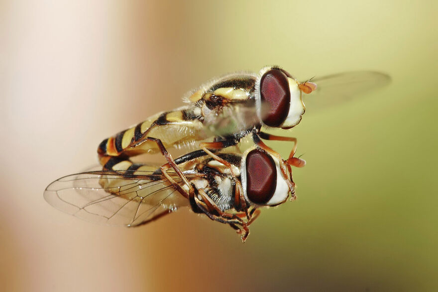 Hoverflies Mating In Midair By Fir0002