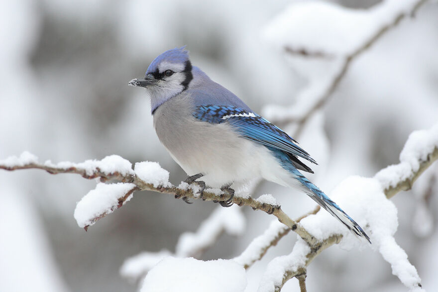 A Blue Jay (Cyanocitta Cristata) In Algonquin Provincial Park, Canada By Mdf