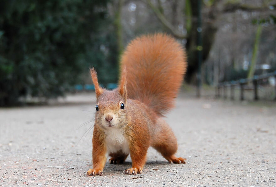 Red Squirrel With Pronounced Winter Ear Tufts In The Hofgarten In Düsseldorf By Ray Eye