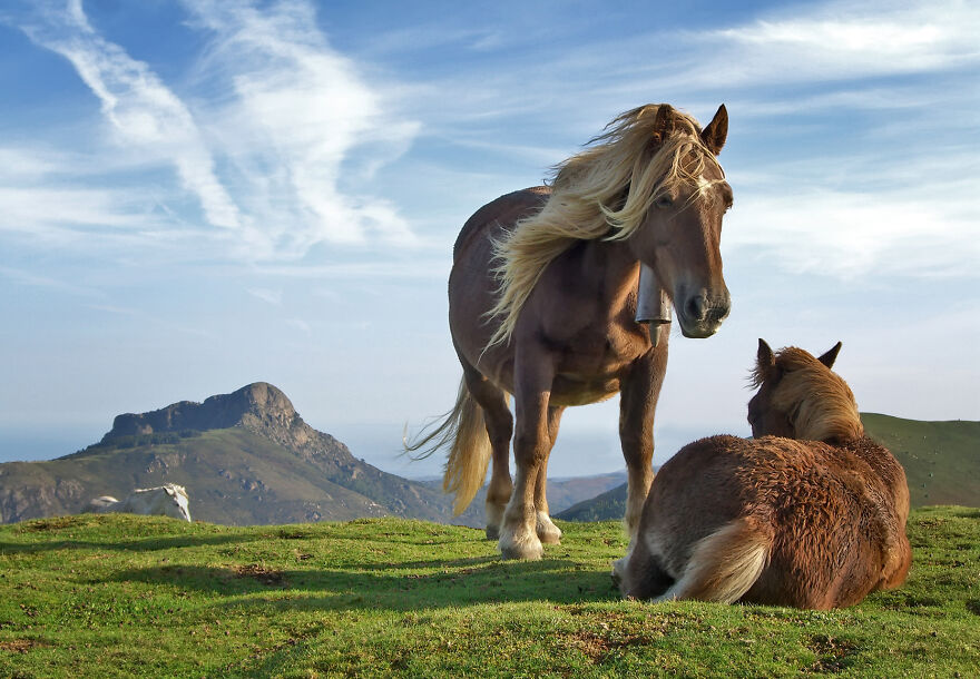 Horses On Bianditz Mountain. Behind Them Aiako Harria Mountain Can Be Seen By Mikel Ortega