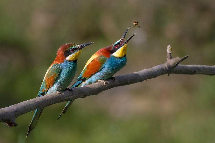 European Bee-Eater, Ariège, France. The Female (In Front) Awaits The Offering Which The Male Will Make By Pierre Dalous