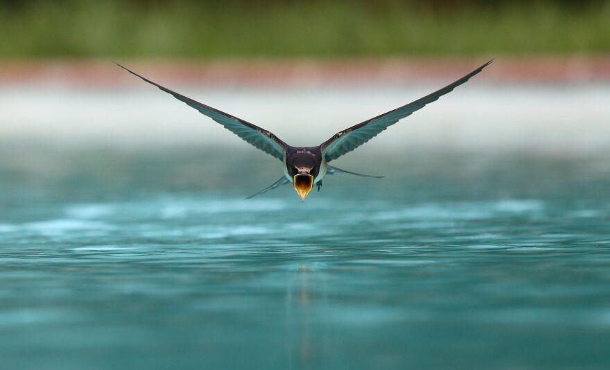 A Swallow (Hirundo Rustica) Drinking While Flying Over A Swimming Pool By Sanchezn