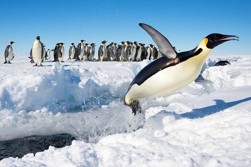 An Emperor Penguin (Aptenodytes Forsteri) In Antarctica Jumping Out Of The Water By Christopher Michel