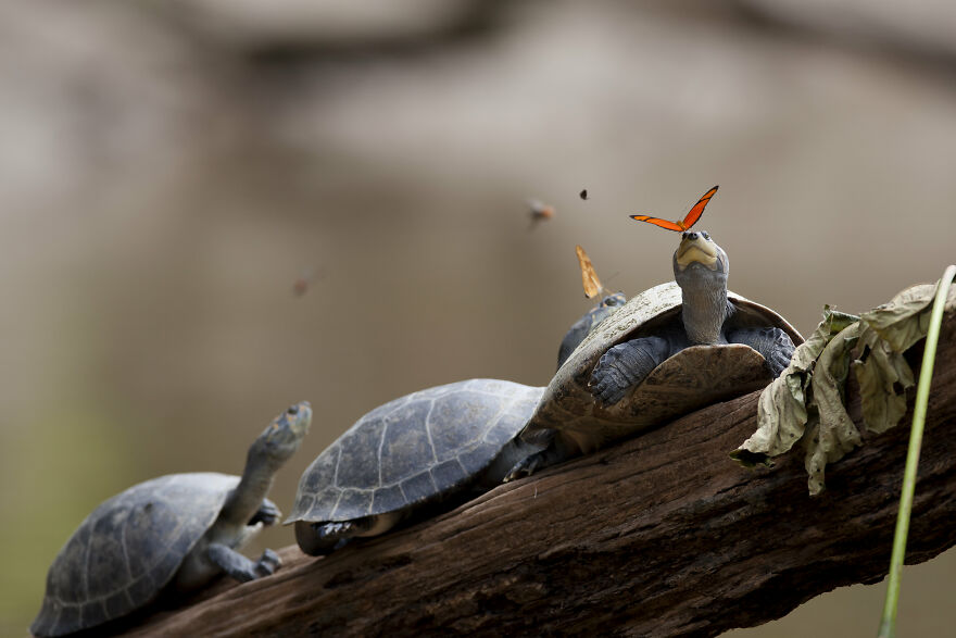 Two Julia Butterflies (Dryas Iulia) Drinking The Tears Of Turtles In Ecuador By Ministerio Turismo Ecuador