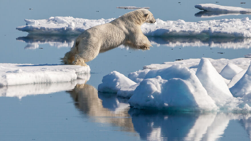 Male Polar Bear (Ursus Maritimus) Chasing A Bearded Seal By Andreas Weith