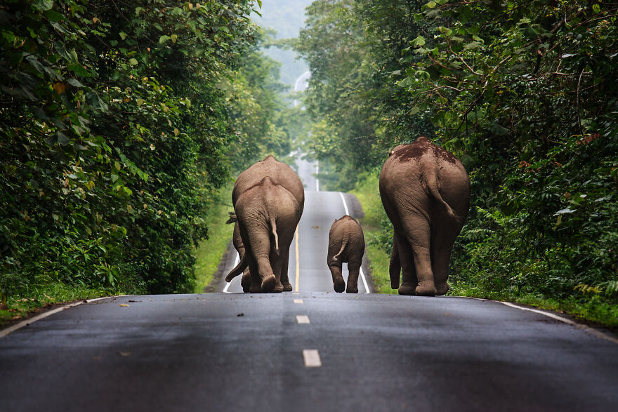 Wild Elephants Walking Up A Road In The Area Of Khao Yai National Park By Khunkay