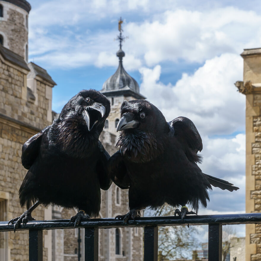 Jubilee And Munin. Ravens Of The Tower Of London By Colin