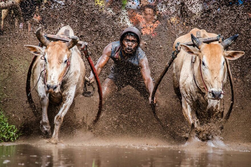 Two Bulls Running While The Jockey Holds On To Them In Pacu Jawi By Rodney Ee
