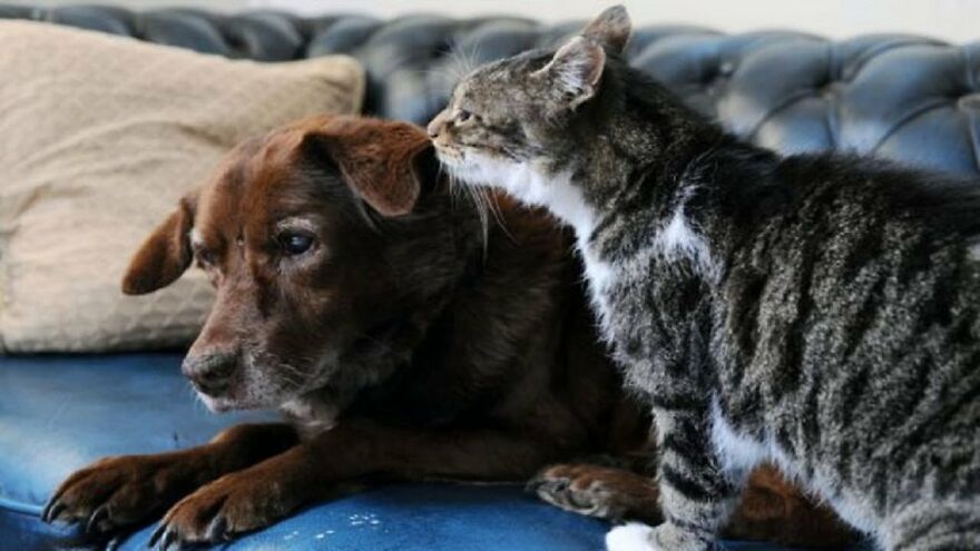 These 8 Stories Of Human-Animal Bonds Will Warm Your Heart These 8 Stories Of Human-Animal Bonds Will Warm Your Heart