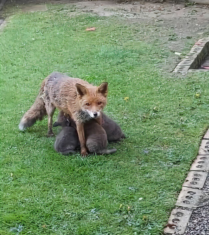 25 Years Ago, This Woman Began Feeding A Family Of Foxes, And Their Offspring Come To Her To This Day