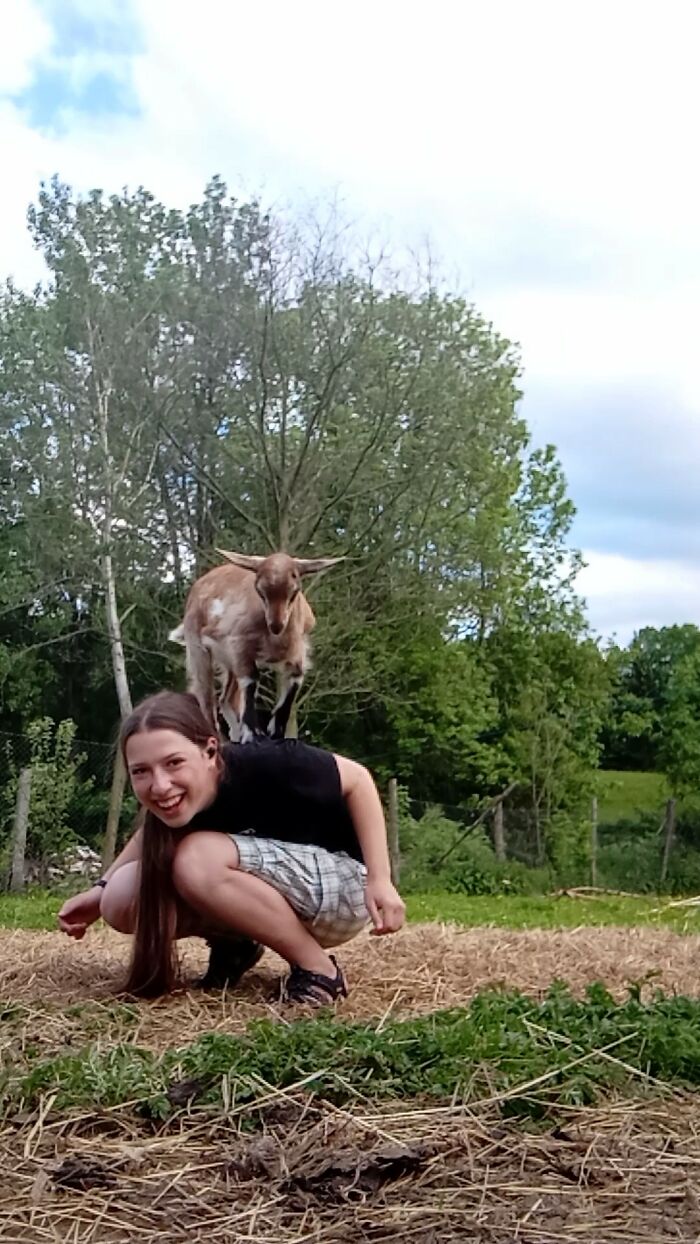 Currently Teaching My Friends Goat Some Neat Tricks