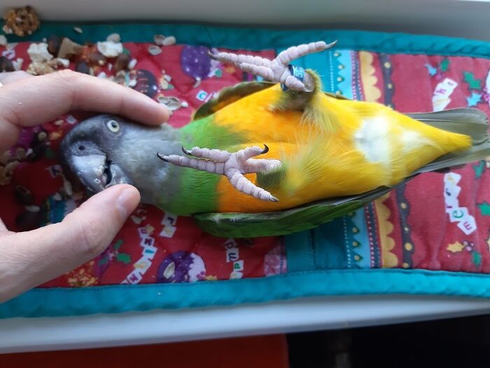 This Sweet Senegal Parrot. Got Me Out Of Depression And Cheers Up My Life Every Day
