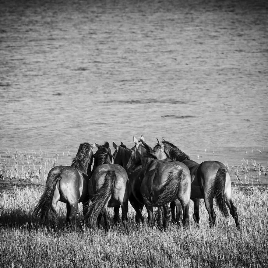 Wild Horses Bonding