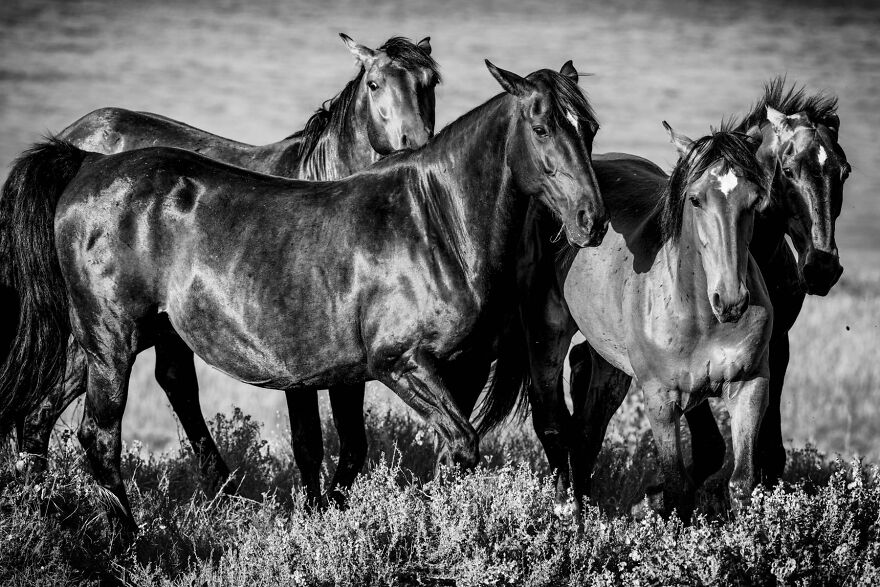 Wild Horses Greeting