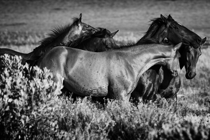 Wild Horses Greeting