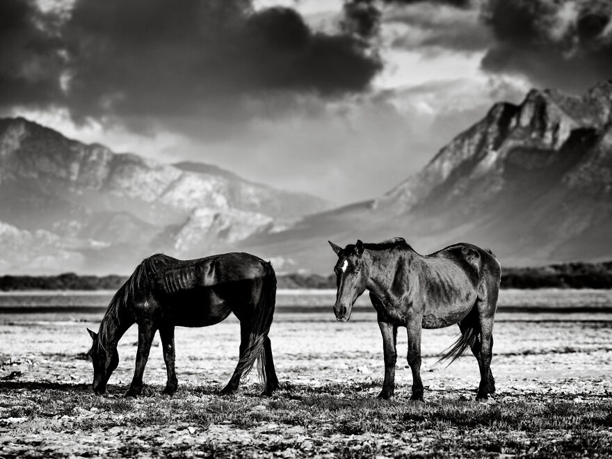 Stallion And Mare Grazing In A Wetland With Mountains In The Background