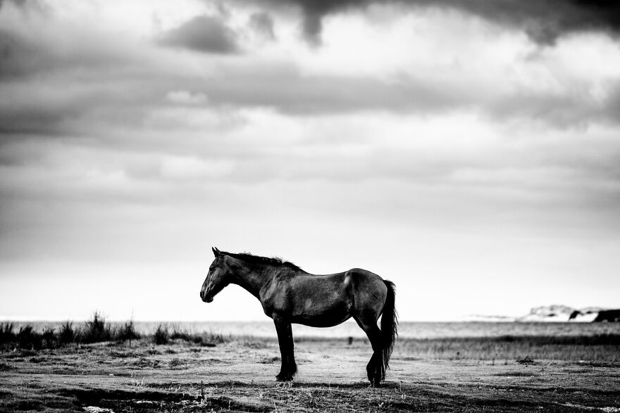 A Wild Mare On A Wild Coastline