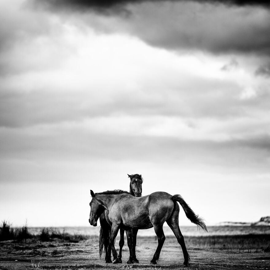 Wild Stallion And Mare Bonding