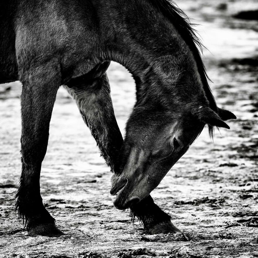 A Wild Horse Scratching Head