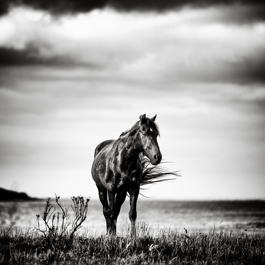 Windswept Stallion