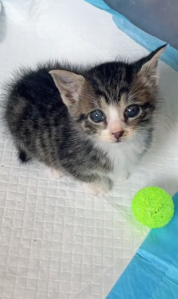 Kitten Wins Hearts Online After Asking To Be Rescued From The Bushes