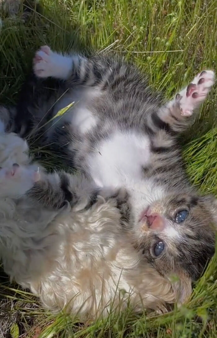Kitten Wins Hearts Online After Asking To Be Rescued From The Bushes