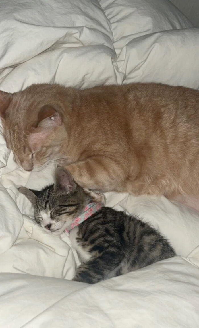 Kitten Wins Hearts Online After Asking To Be Rescued From The Bushes