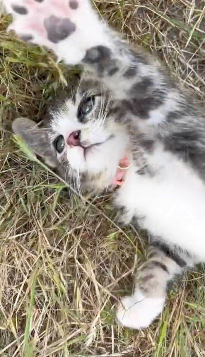 Kitten Wins Hearts Online After Asking To Be Rescued From The Bushes