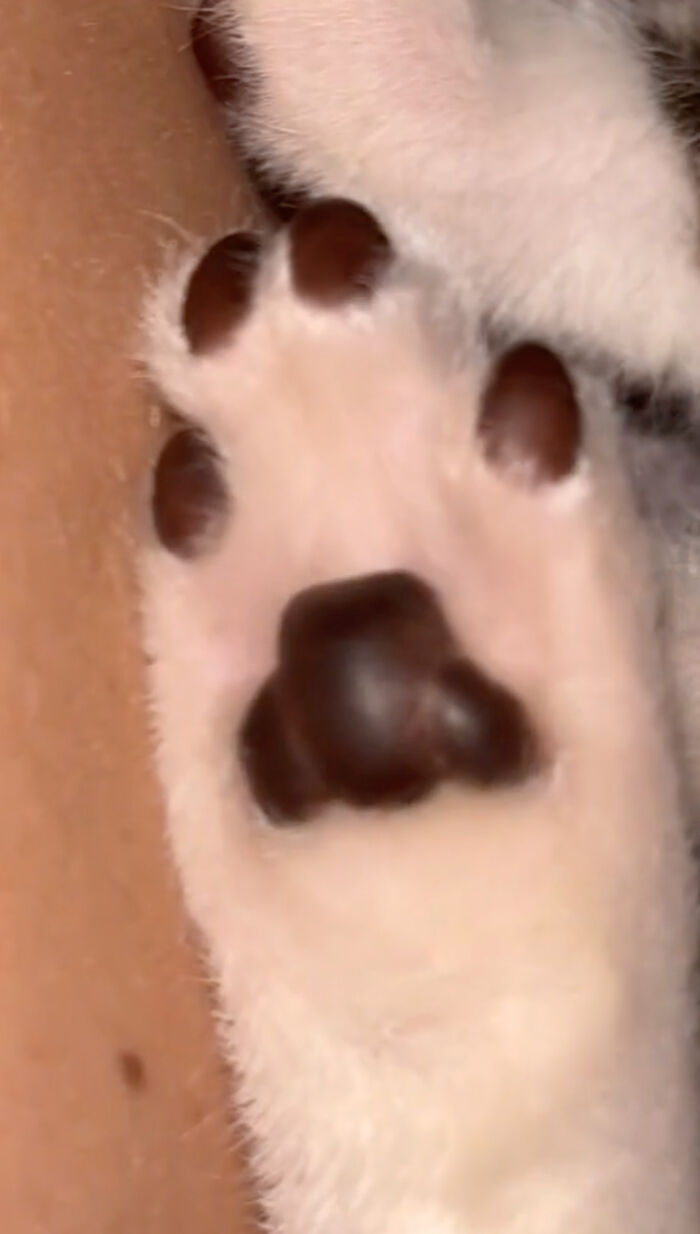 Kitten Wins Hearts Online After Asking To Be Rescued From The Bushes