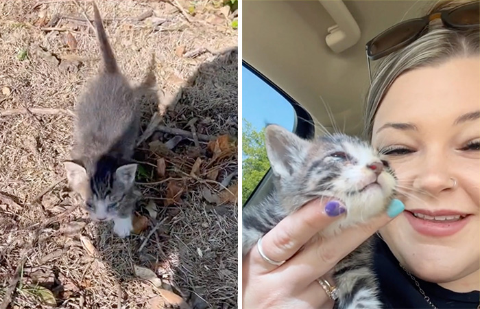 Kitten Wins Hearts Online After Asking To Be Rescued From The Bushes