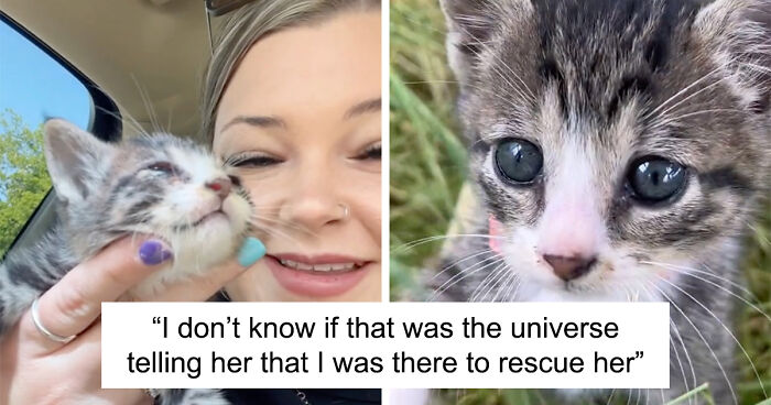 Kitten Wins Hearts Online After Asking To Be Rescued From The Bushes