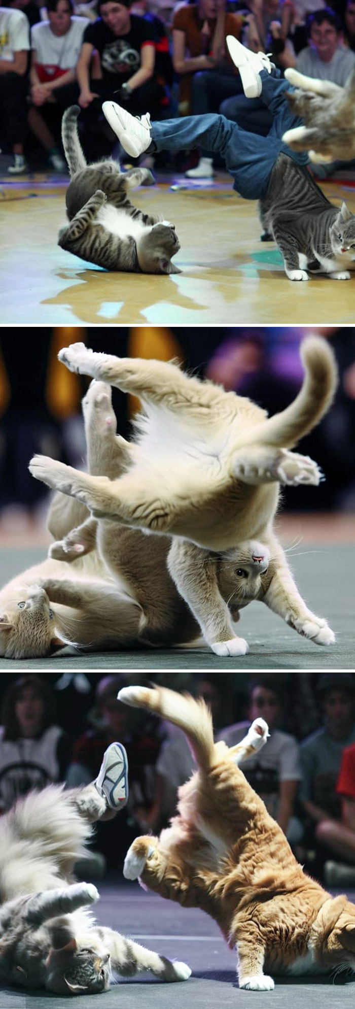 Cat Breakdancing Contest. One Of Them Even Has Human Legs