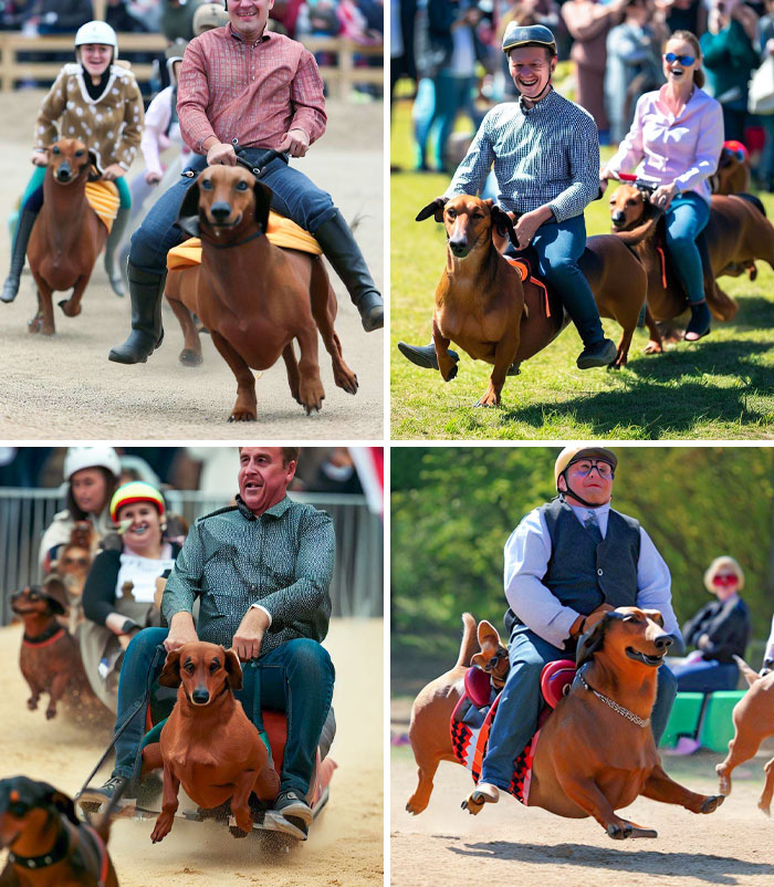 Wiener Dogs Race