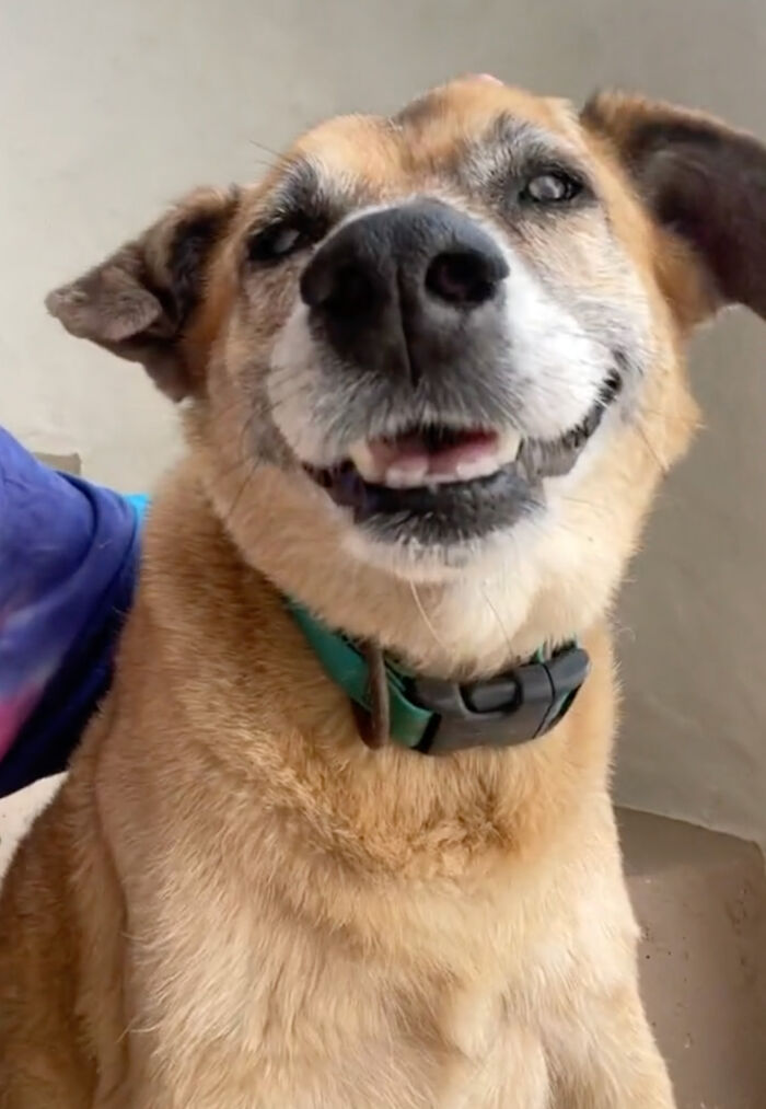 TikToker Gets Airbnb With Adorable Deaf and Blind Dog Who Guides Guests To The Beach TikToker Gets Airbnb With Adorable Deaf and Blind Dog Who Guides Guests To The Beach