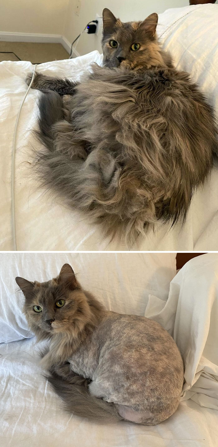 Brush Recommendations For Long-Haired Cat: Before And After Pictures