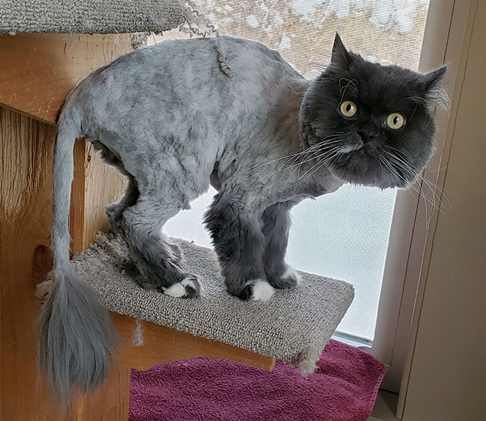 Sir Simon Got A Haircut. He Does Not Approve
