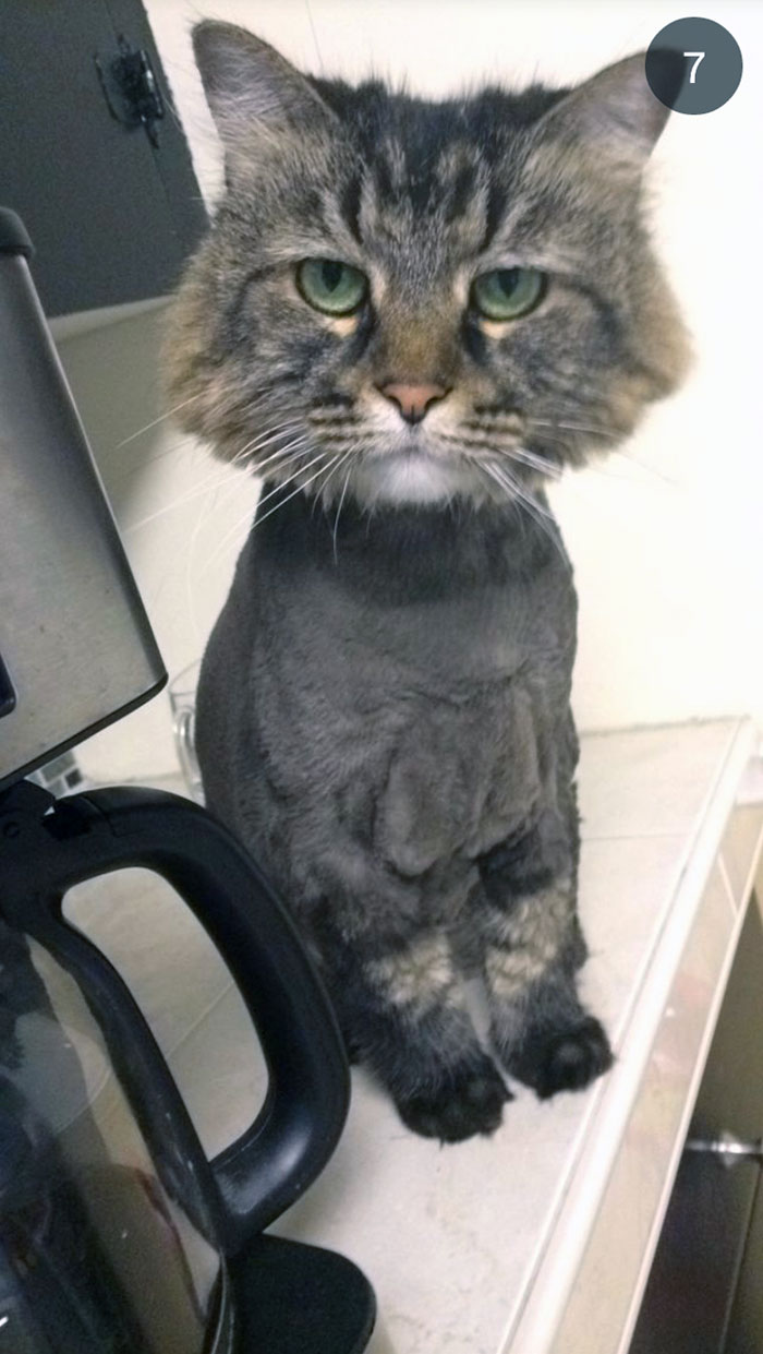 My Friend's Cat Got A Haircut