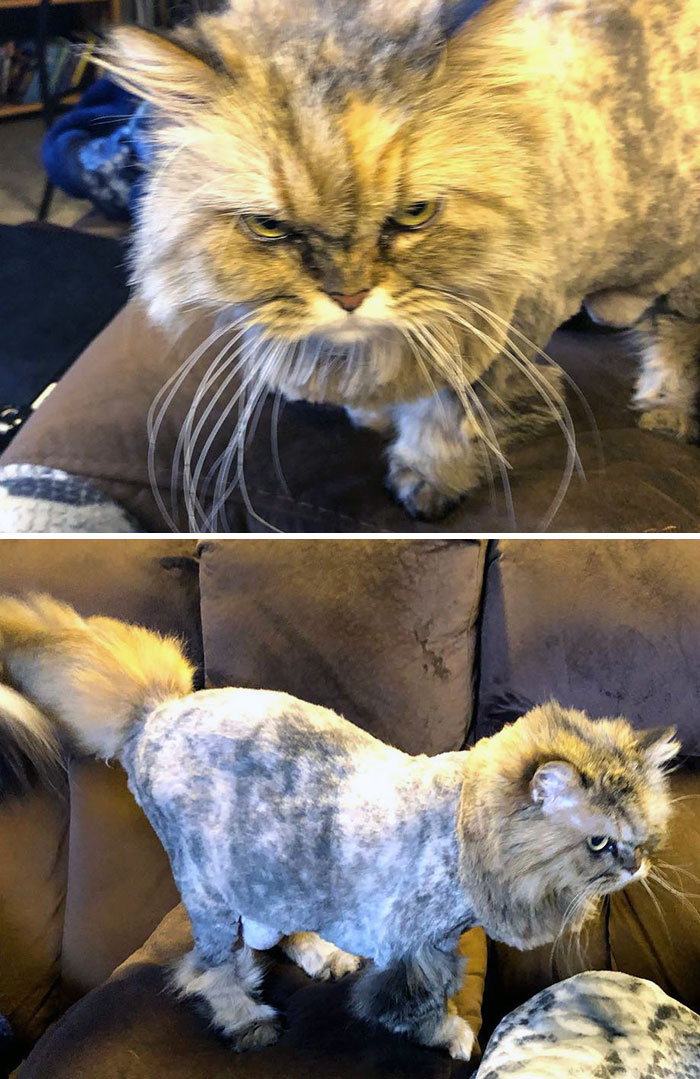 I Think “Lion’s Cut” Is Groomer-Speak For A Really Ugly Haircut. Boo Won’t Be Speaking To Us Until Her Hair Grows Back. Sorry Boo