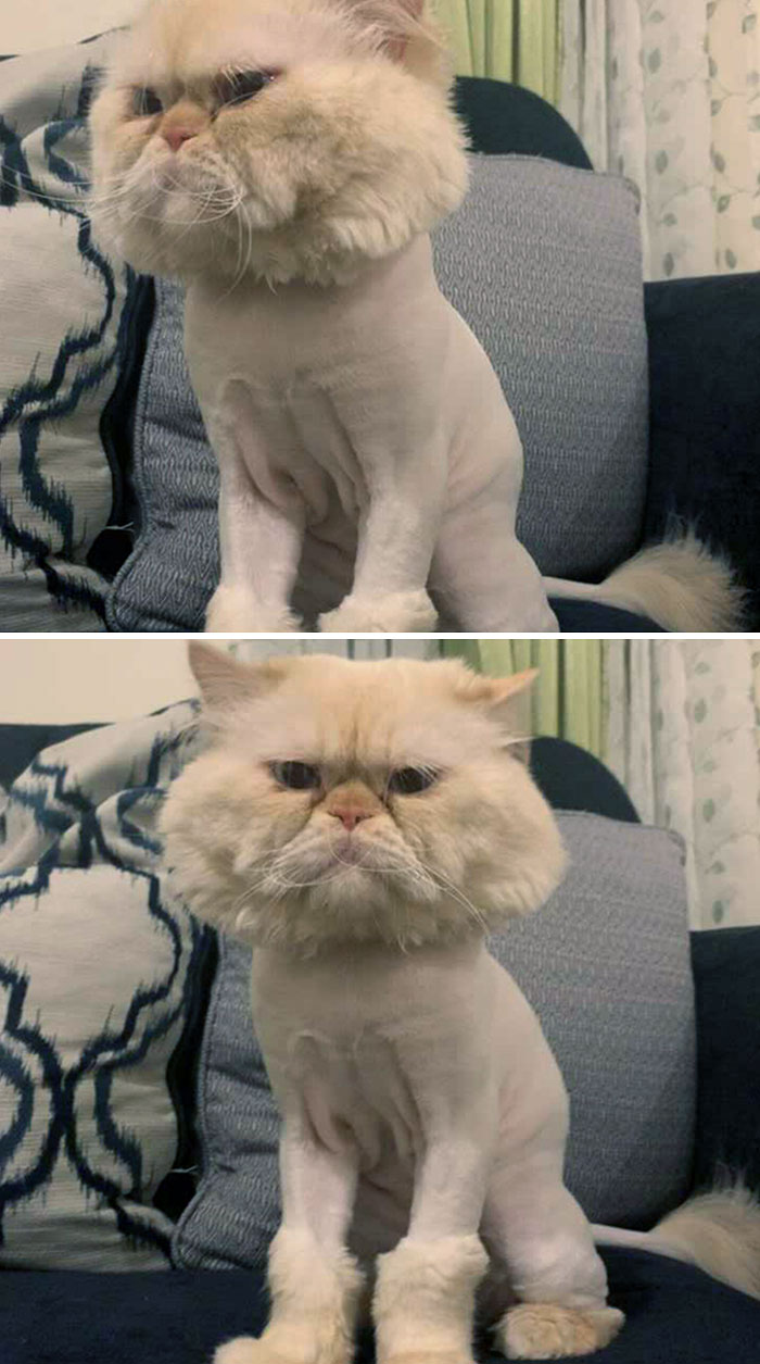 My Friend's Cat Is Definitely Not Impressed With His New Haircut