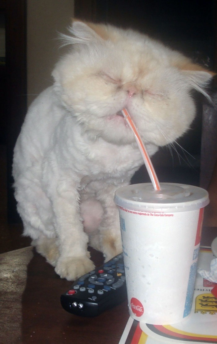 My Friend's Cat Had A Really Bad Haircut And He's Drinking To Forget