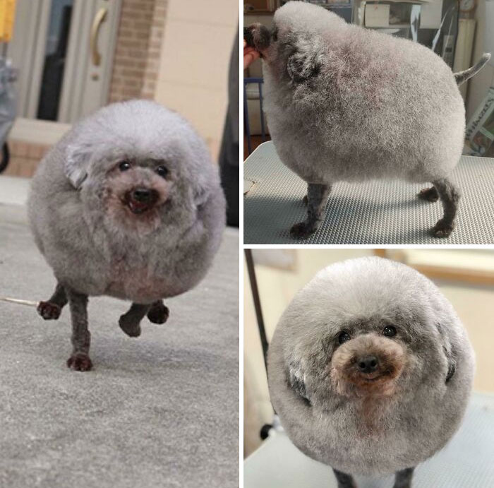 I Accidentally Found This While Looking Up Dog Haircuts. It’s So Ridiculous, I Had To Share
