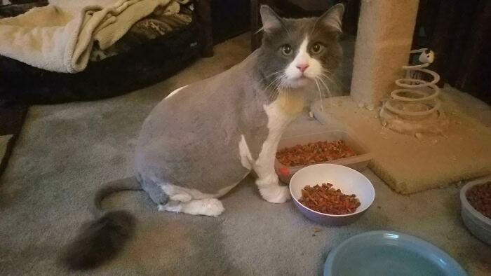 My Co-Worker Sent Out An E-Mail That She Had To Leave Early Because Her Cat Was Stuck In A Hole At The Groomer's. She Then Sent This Result Of His Haircut